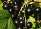 Несколько практических советов по выращиванию черной смородины