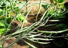 Получение собственных семян белокочанной капусты
