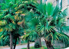 Пальмы - принцы растительного мира