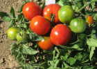 Выращивание томатов в открытом грунте Подмосковья