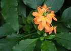 Кроссандра воронковидная – цветок-фейерверк