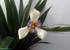 Неомарика стройная – орхидея бедняка