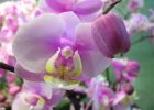 Из истории «орхидейной лихорадки»