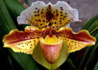 Необычная пятнистая орхидея