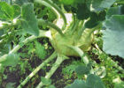 Кольраби – идеальный овощ для огородника
