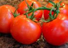 Полезные свойства томатов