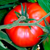 Томатина / La Batallа del Tomate