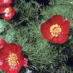 Пион тонколистный (Paeonia tenuifolia)