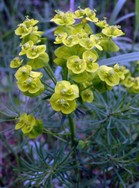Молочай кипарисовый (Euphorbia cyparissias)