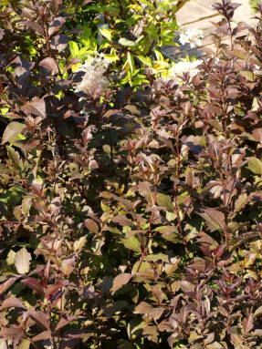 Вейгела цветущая Purpurea