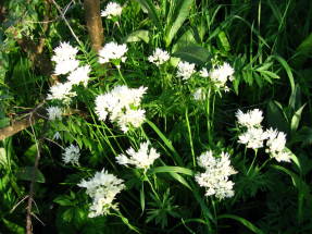 Лук зебданский (Allium zebdanense)