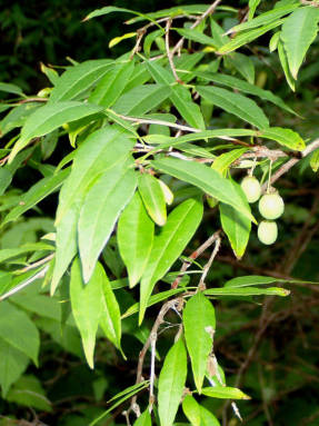 Принсепия китайская, зеленые плоды