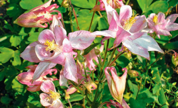 Водосбор обыкновенный ф. розовоцветковая