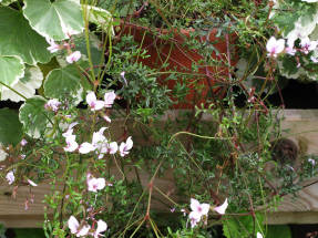 Пеларгония длинностебельная (Pelargonium longicaule var. longicaule)