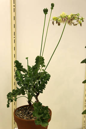 Пеларгония Вуда (Pelargonium woodii)