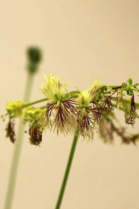 Пеларгония Вуда (Pelargonium woodii)