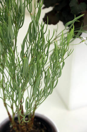 Пеларгония гладкая (Pelargonium laevigatum)