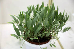 Пеларгония ланцетная (Pelargonium lanceolatum)