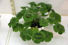 Пеларгония пластинчатая (Pelargonium tabulare)