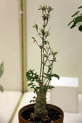 Пеларгония мелкоцветковая (Pelargonium parviflorum)
