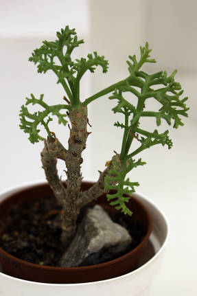 Пеларгония роголистная (Pelargonium ceratophyllum)