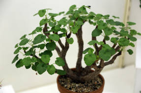Пеларгония семядольная (Pelargonium cotyledonis)