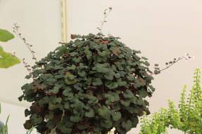 Pelargonium helmsii