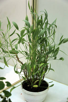 Пеларгония ланцетная (Pelargonium lanceolatum)