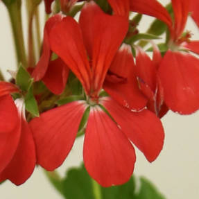 Цветок пеларгонии