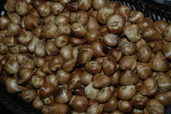 В оптовом ящике - 500-750 луковиц тюльпанов луковиц