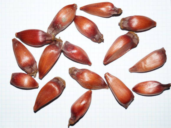 Араукария чилийская, семена