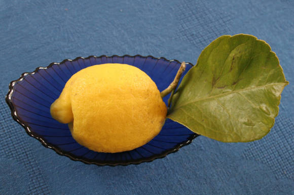 Лимон из Ментоны