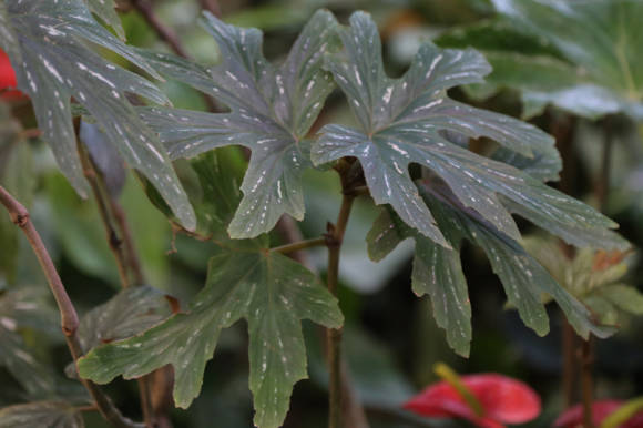 Бегония скипетровая (Begonia aconitifolia)