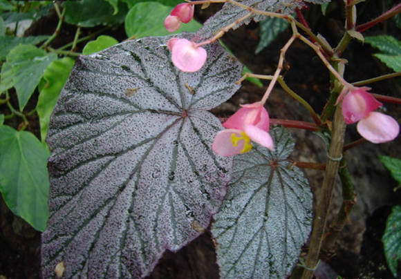 Begonia 'Arthur Mallet'