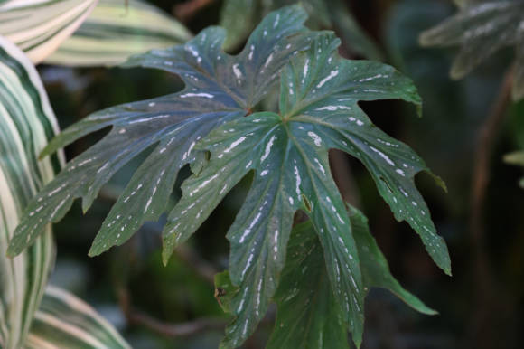 Бегония скипетровая (Begonia aconitifolia)