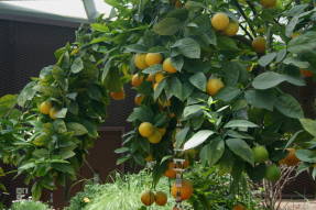 Апельсин (Citrus x sinensis) 