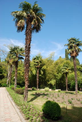 Карасан. Пальмы трахикарпус перед дворцом