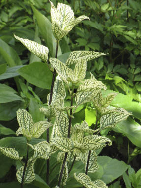 Гелиопсис подсолнечниковидный Summer Green