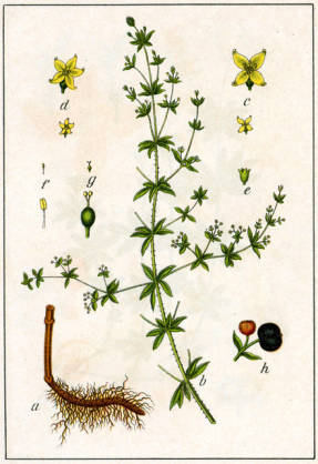 Марена красильная (Rubia tinctorum син. Galium rubuim)