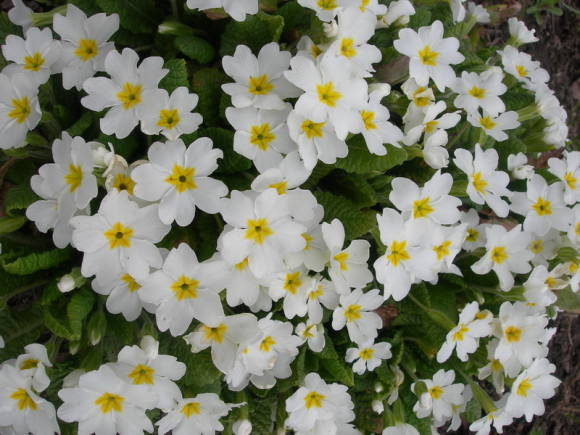 Примула обыкновенная, или бесстебельная (Primula vulgaris)