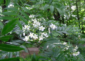 Рябина сибирская (Sorbus sibirica син. Sorbus aucuparia subsp. sibirica)