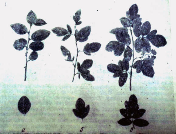 Форма листьев: а - кизильник черноплодный; б - сорбокотенеастер Позднякова ф. кизильниковая; в - ф. рябиновая