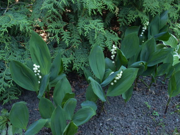 Ландыш майский (Convallaria majalis) 