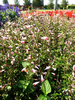 Сальвия ярко-красная (Salvia coccinea) Jewel Pink 