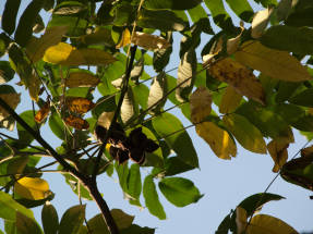 Орех маньчжурский (Juglans mandshurica)