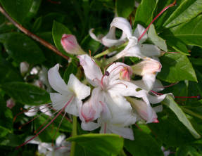 Рододендрон древовидный (Rhododendron arborescens)