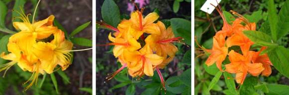 Рододендрон ноготковидный (Rhododendron calendulaceum), разнообразие окрасок цветков