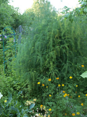 Спаржа лекарственная (Asparagus officinalis) в саду
