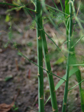 Спаржа лекарственная (Asparagus officinalis), стебли