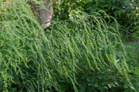 Спаржа лекарственная (Asparagus officinalis), незрелые плоды